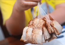 Πως να κάνετε DIY βιολογικό λίπασμα από φακελάκια τσαγιού