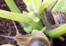 2 Εύκολοι τρόποι για να απαλλαγείτε από τα σαλιγκάρια στον κήπο σας