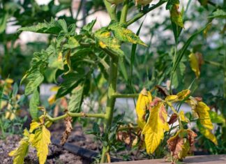 5 λόγοι που κιτρινίζουν τα φύλλα στα φυτά μας και πώς μπορούμε να το αντιμετωπίσουμε