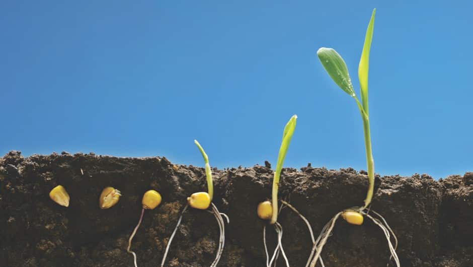 Οι σπόροι σας δεν φυτρώνουν; 12 αιτίες και πράγματα που πρέπει να προσέξετε!