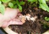 7 λόγοι για να χρησιμοποιήσουμε τσόφλια αυγών στα φυτά και τον κήπο
