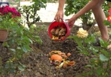 20 υπολείμματα κουζίνας που μπορείτε να χρησιμοποιήσετε στον κήπο σας