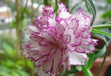 9 μυστικά για τη φροντίδα και τη φύτευση της γαρυφαλλιάς στις γλάστρες και τον κήπο σας