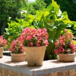 29 υπέροχες ιδέες με όμορφα λουλούδια σε γλάστρες που θα κάνουν τον κήπο σας να ξεχωρίζει