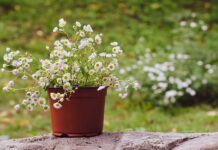 6 μυστικά για να καλλιεργήσετε χαμομήλι σε γλάστρες ή στον κήπο σας