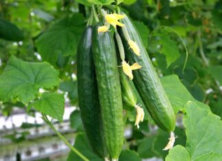 8 μυστικά για την καλλιέργεια του αγγουριού σε γλάστρα και τον κήπο σας