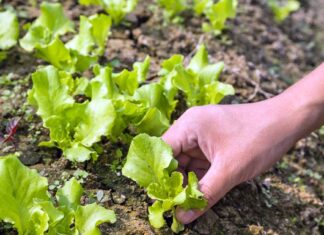 8 μυστικά για τη φύτευση και την καλλιέργεια μαρουλιού στον κήπο ή το μπαλκόνι σας