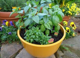 6 μυστικά για να καλλιεργήσετε το πιο δημοφιλές φυτό της αυλής και του κήπου: τον βασιλικό