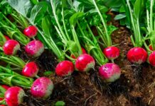 6 μυστικά για να φυτεύσετε και να καλλιεργήσετε ραπανάκια στον κήπο ή σε γλάστρα στο μπαλκόνι σας