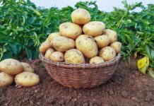 3 έξυπνα κόλπα κηπουρικής για όσους θέλουν μια πλούσια σοδειά πατάτας