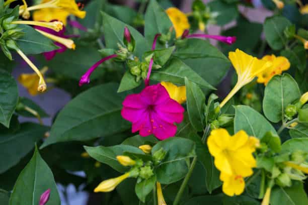 14 υπέροχες ιδέες για να διακοσμήσετε τον κήπο και το μπαλκόνι σας με νυχτολούλουδα