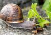 6 φυσικοί τρόποι για να κρατήσετε τα σαλιγκάρια μακριά από τα φυτά και τον κήπο σας