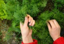 Μικρά κόλπα για να καλλιεργήσετε πλούσιους θάμνους άνηθου σε γλάστρες και στον κήπο σας