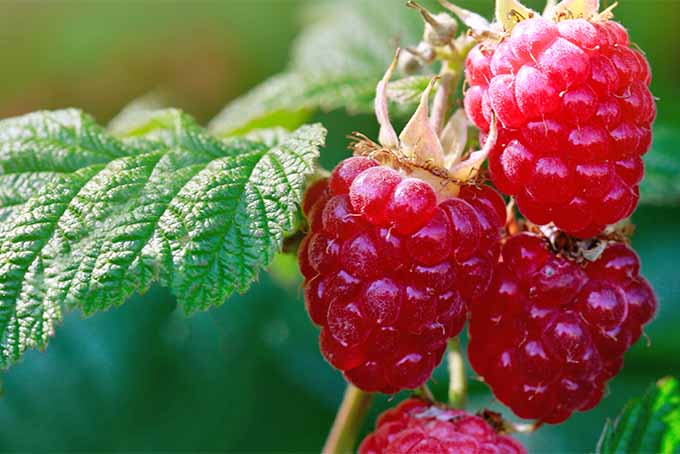 Μυστικά για την καλλιέργεια σμέουρων σε γλάστρα ή στον κήπο