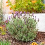 11 πανέμορφα φυτά και λουλούδια που είναι κατάλληλα για ξηρό και άγονο έδαφος