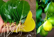 Πώς να καλλιεργήσετε λεμονιές από φύλλα λεμονιάς σε 9 στάδια