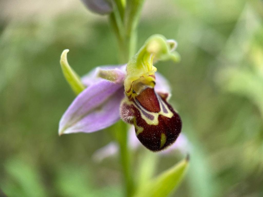 3 λόγοι για να χρησιμοποιήσουμε κατακάθι του καφέ στις ορχιδέες