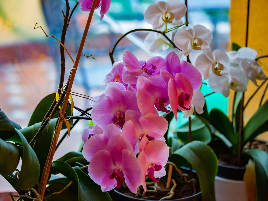 4 αλάνθαστα κόλπα για να κάνετε τις ορχιδέες να ανθίζουν όλο το χρόνο