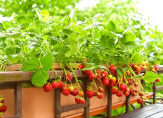 Πώς να καλλιεργήσετε φράουλες σε γλάστρες στο μπαλκόνι