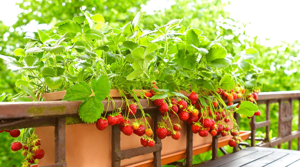 Πώς να καλλιεργήσετε φράουλες σε γλάστρες στο μπαλκόνι