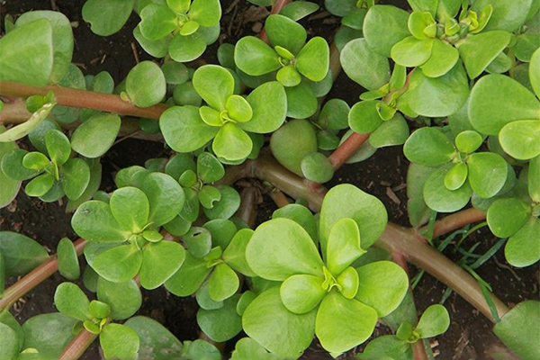 6 λόγοι για να καλλιεργήσουμε τη γλιστρίδα στον κήπο μας