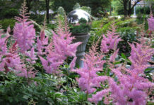 20 υπέροχες ιδέες για να διακοσμήσετε τον κήπο με ένα υπέροχο φυτό με μακροχρόνια ανθοφορία, την αστίλβη