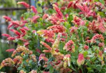 15 πανέμορφες ιδέες για να διακοσμήσετε τον κήπο και τις γλάστρες σας με ένα υπέροχο τροπικό φυτό με εντυπωσιακά φύλλα, το γαριδάκι