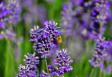 10 αρωματικά λουλούδια για να μοσχομυρίσει το μπαλκόνι και ο κήπος σας