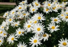 16 πανέμορφες ιδέες για να διακοσμήσετε τον κήπο σας με μαργαρίτες και συμβουλές για την φροντίδα τους