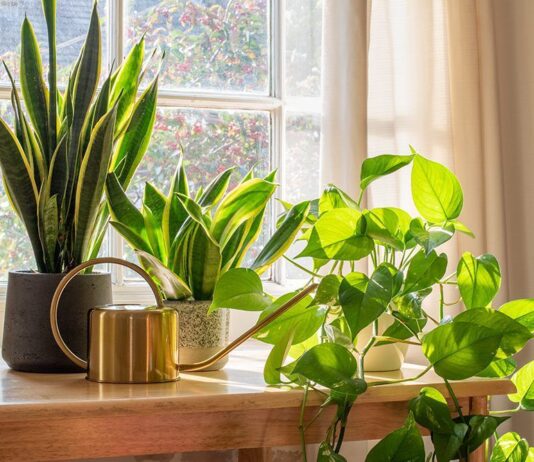 7 εύκολα φυτά για αρχάριους που δεν χρειάζονται ιδιαίτερη φροντίδα