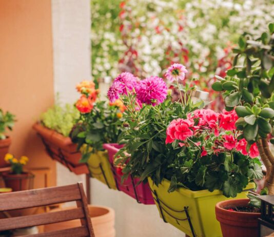 10 φυτά που αντέχουν στον ήλιο στο μπαλκόνι